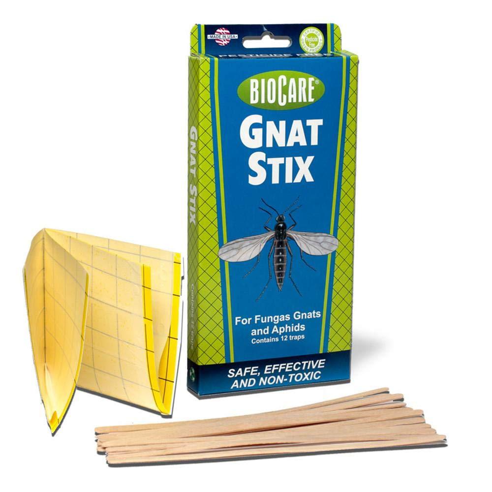 best fungus gnat trap